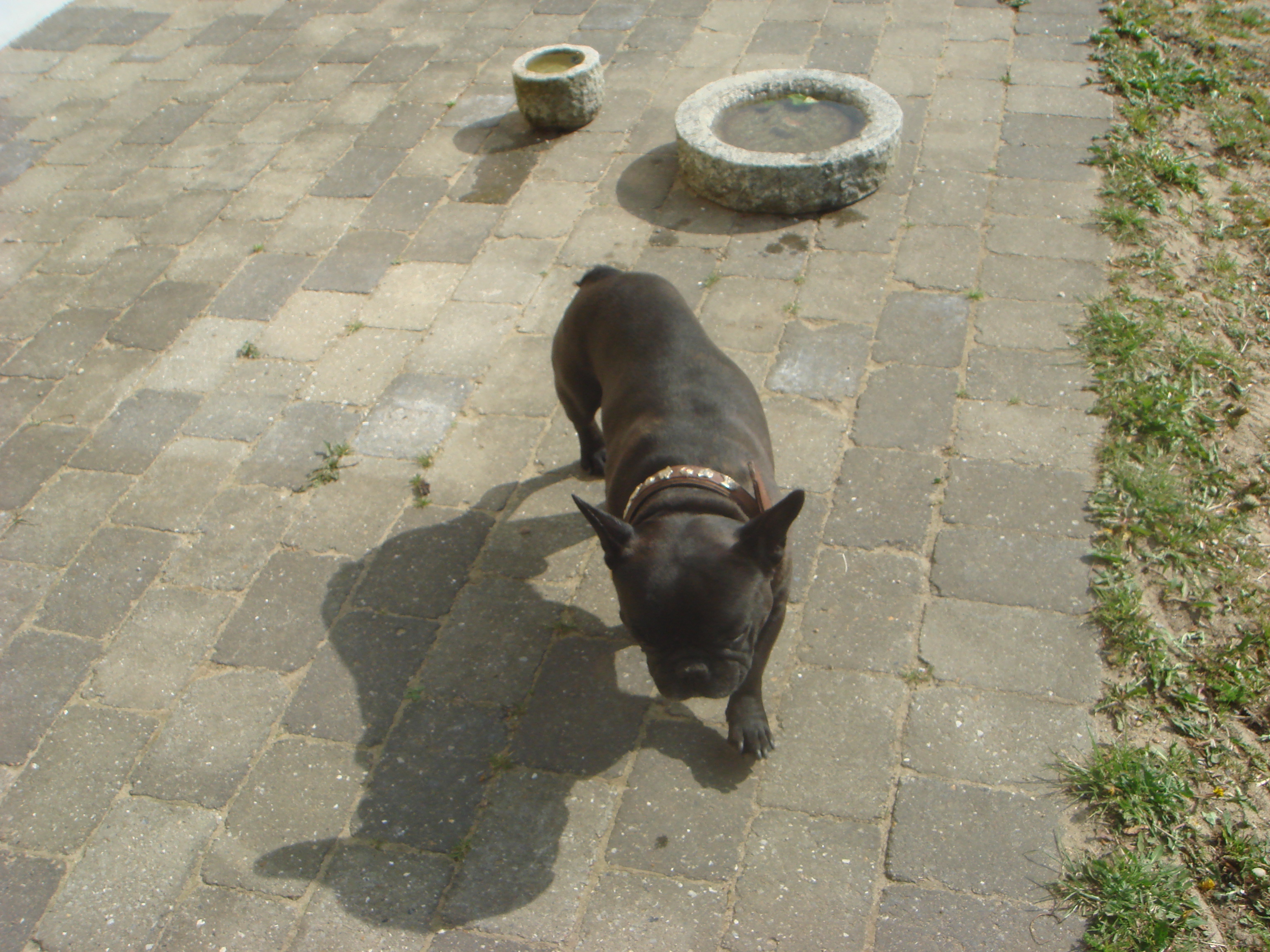 Trold - Fransk Bulldog
